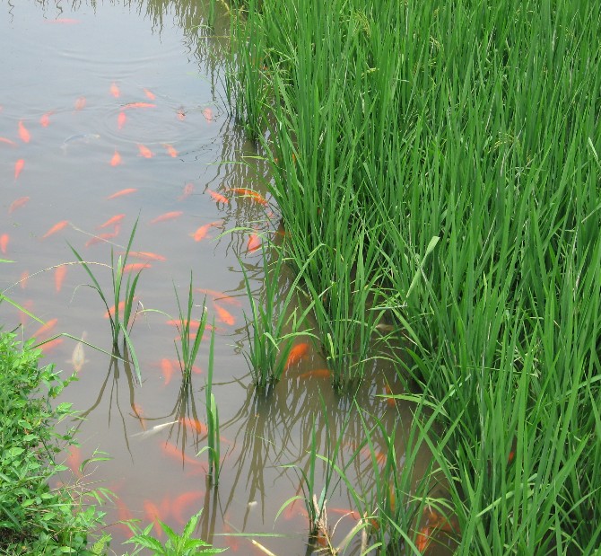 水产养殖同时带动鸡鸭业和水稻丰产